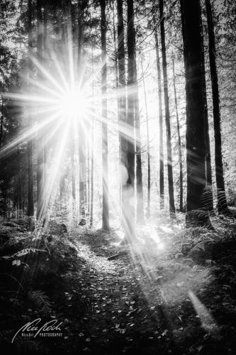 SWU010-08633-Vertraeumter-Sonnenstern-im-Wald-sw