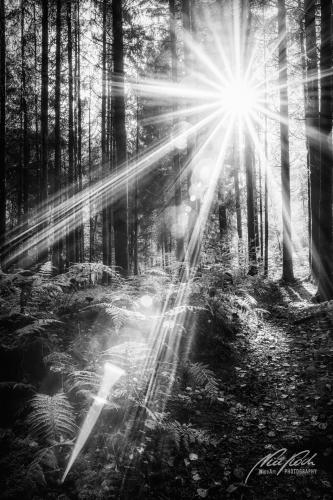 SWU010-08639-Verzauberter-Sonnenstern-im-Wald-sw