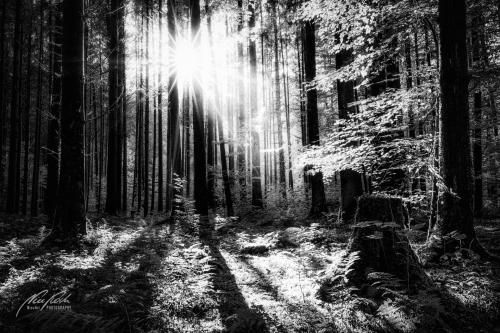 SWU010-08661-Hoffnungsvolle-Stimmung-im-Wald-sw