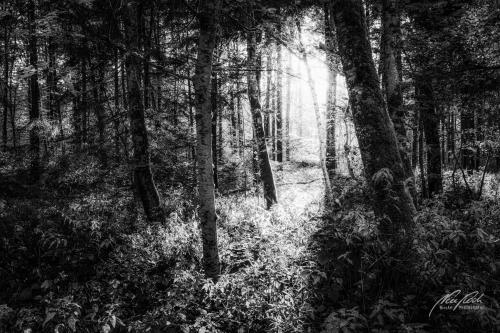 SWU010-08702-Beruhigende-Stimmung-im-Wald-sw