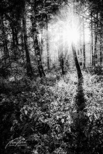 SWU010-08707-Von-der-Sonne-umarmt-sw