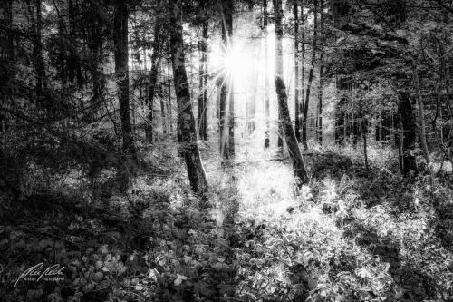 SWU010-08712-Wald-im-goldenen-Licht-des-Herbstes-sw