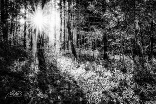 SWU010-08714-Zauberhaftes-Licht-im-Wald-sw