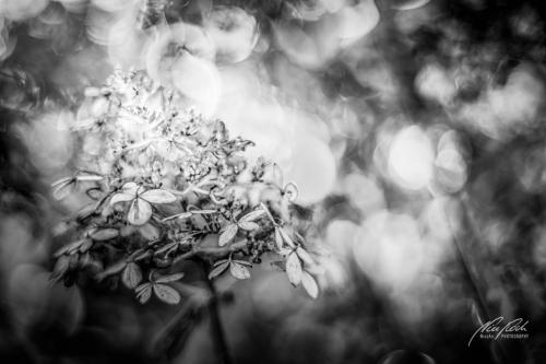 SWU011-09250-Hortensie-im-Zaubericht-sw