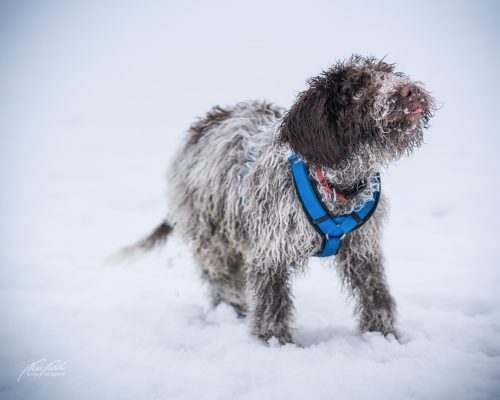 TWU101-00554-Hunde-Shooting