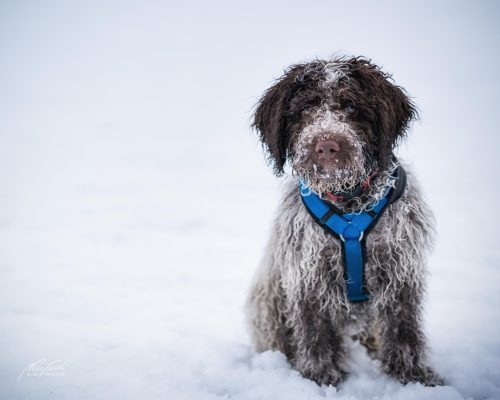 TWU101-00555-Hunde-Shooting