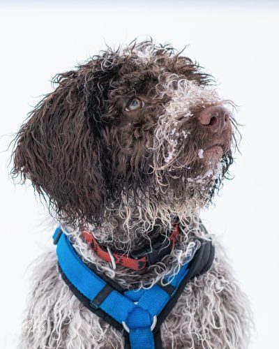 TWU101-00556-Hunde-Shooting