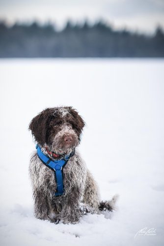 TWU101-00561-Hunde-Shooting