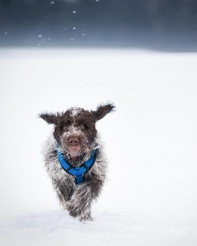 TWU101-00611-Hunde-Shooting
