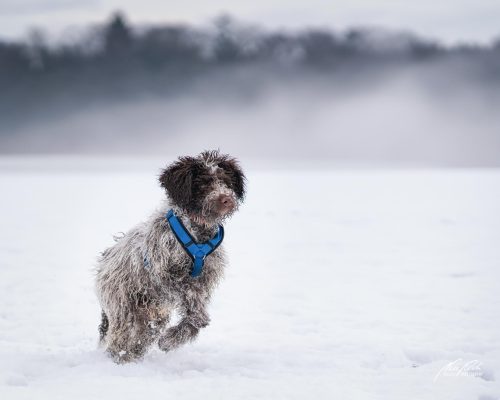 TWU101-00650-Hunde-Shooting