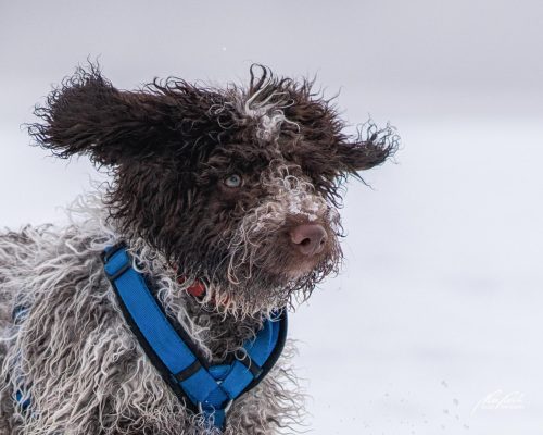 TWU101-00651-Hunde-Shooting