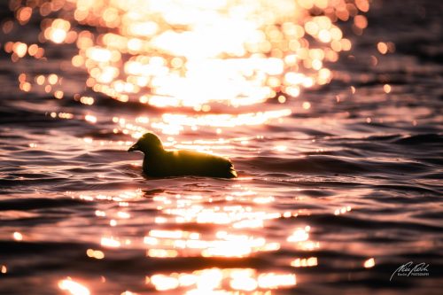 TWU601-0217-Blaesshuhn-in-der-Glut-des-Sonnenuntergangs