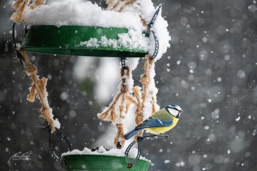 TWU601-0391-Blaumeise-am-Futterplatz-bei-Schneefall