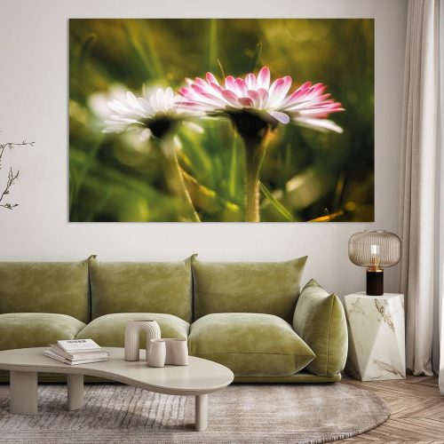 BPK503-5613-1795415-Gaensebluemchen-im-sanften-Licht-Nicc-Koch