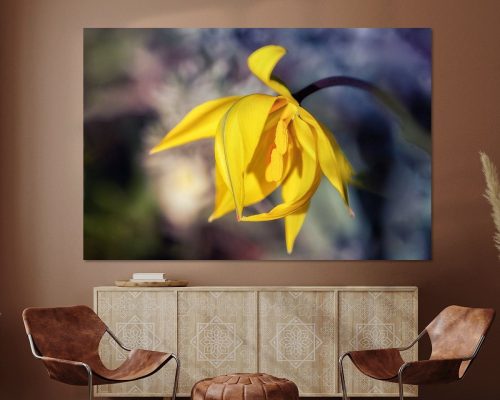 BPK504-6460-1929250-Zauberhafte-Wildtulpe