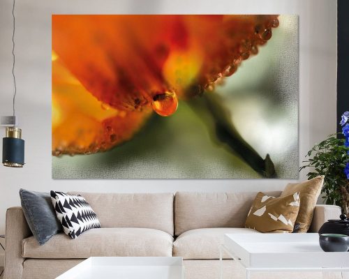 FTK303-0281-886170-Tropfen-an-orangefarbener-Bluete