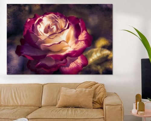 FTK306-1343-307301-Zweifarbige-Rose-im-Sonnenlicht
