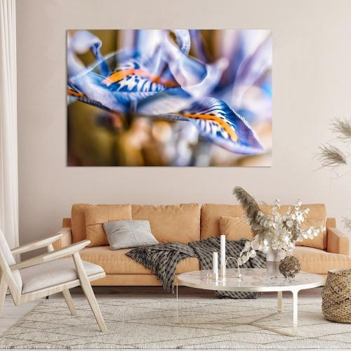 BPK803-9671-1624071-Farbenspiel-der-Irisblueten-Nicc-Koch
