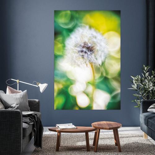 BPK808-02089-1502371-Pusteblume-im-Maerchenlicht