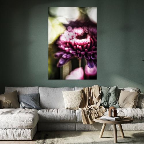 BPK809-02527-1594133-Dunkle-Aster-im-Licht-Nicc-Koch
