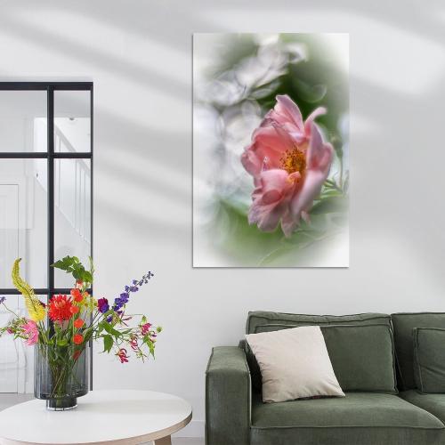 RBK806-00224-Art-Heroes-1184134-Rose-im-sanften-Licht