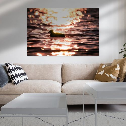 TWU601-0217-1892472-Blaesshuhn-in-der-Glut-des-Sonnenuntergangs-Nicc-Koch-