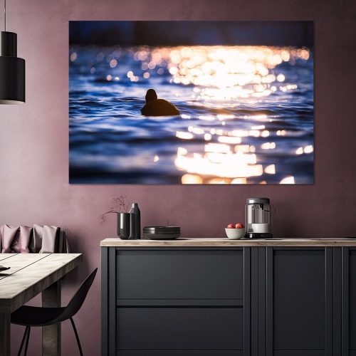 TWU601-0269-1897781-Blaesshuhn-im-Zauber-des-Sonnenuntergangs-Nicc-Koch