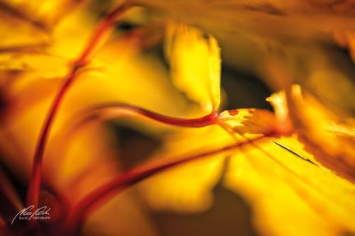 BGK410-3907-Ahornblaetter-im-Herbst