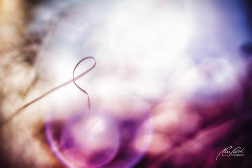 BGK811-03823-Ziergrasblatt-mit-Lensflares