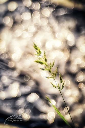 BGK905-00985-Grasrispe-mit-Bokeh