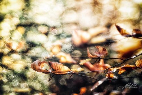 BGK911-04193-Buchenblaetter-im-Herbst