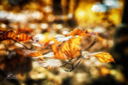 BGK911-04260-Buchenblaetter-in-der-Herbstsonne