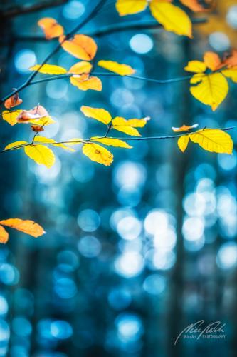 BGU011-08982-Gelbe-Herbstblaetter-im-blauen-Licht