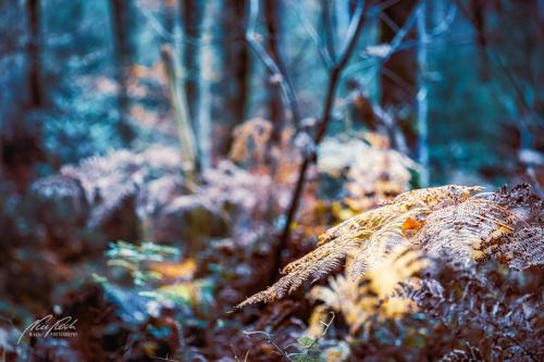 BGU011-09021-Farn-im-mystischen-Wald