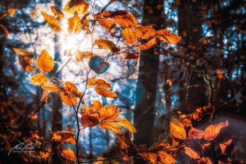 BGU011-09066-Herbstliche-Buchenblaetter-im-Sonnenschein
