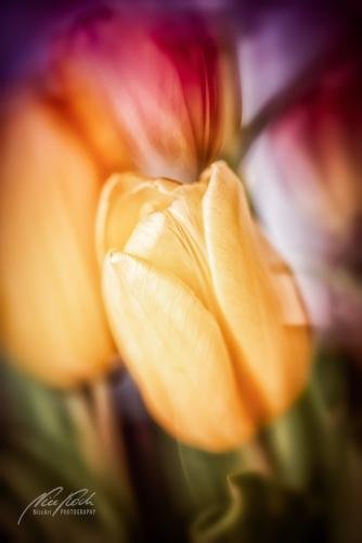BPK803-9723-Tulpenblueten