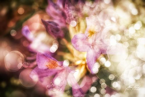BPK805-2076-Rhododendron