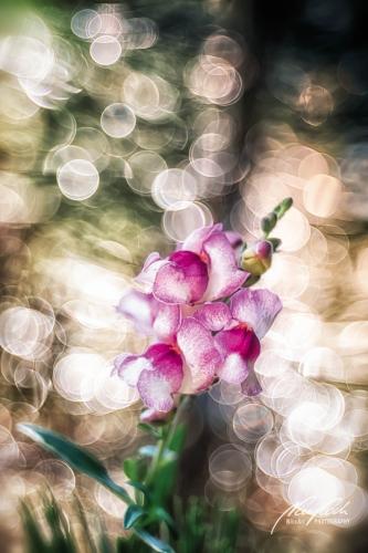 BPK807-00934-Loewenmaeulchen-Antirrhinum