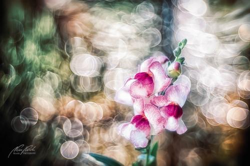 BPK807-00940-Loewenmaeulchen-Antirrhinum