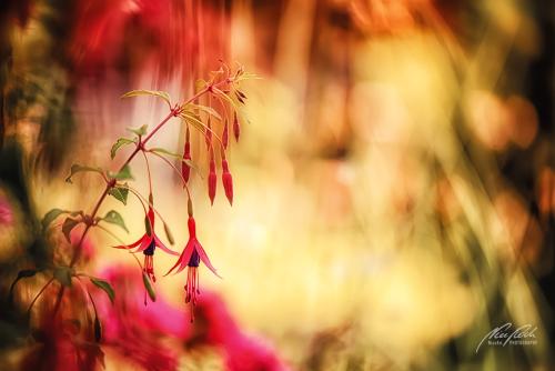 BPK807-2234-Gartenfuchsie