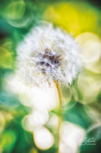 BPK808-02089-Loewenzahn-Pusteblume-Taraxacum