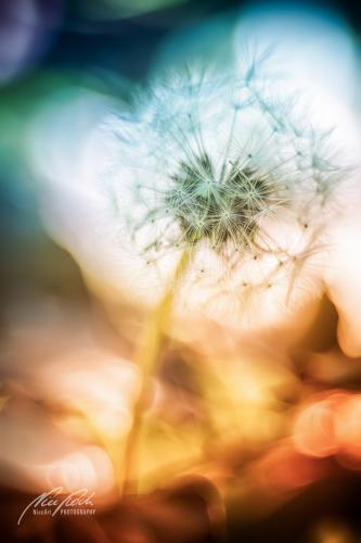 BPK808-02144-Loewenzahn-Pusteblume-Taraxacum