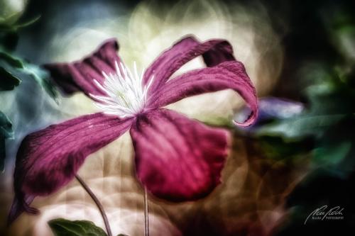 BPK809-02388-Clematis-Waldrebe