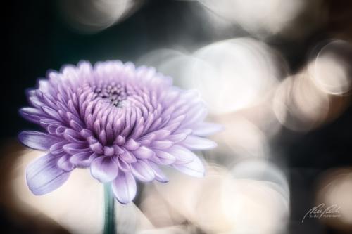 BPK809-02418-Aster