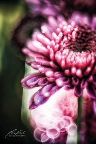 BPK809-02530-Aster
