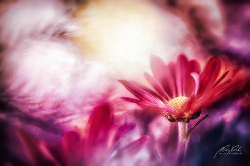 BPK809-02727-Aster