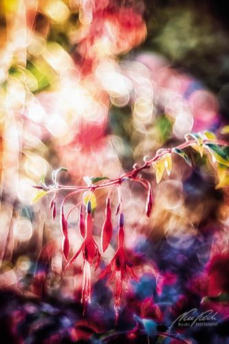 BPK809-02837-Gartenfuchsie-Fuchsia-magellanica