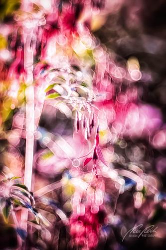 BPK809-02841-Gartenfuchsie-Fuchsia-magellanica