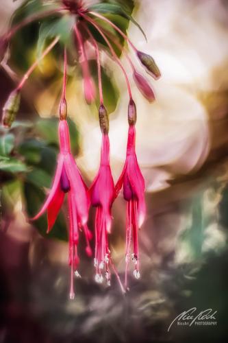 BPK810-03629-Gartenfuchsie-Fuchsia-magellanica