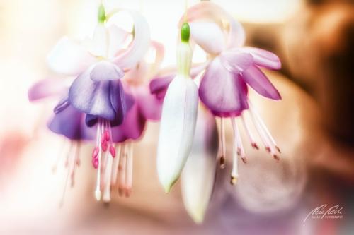 BPK810-03649-Fuchsienblueten